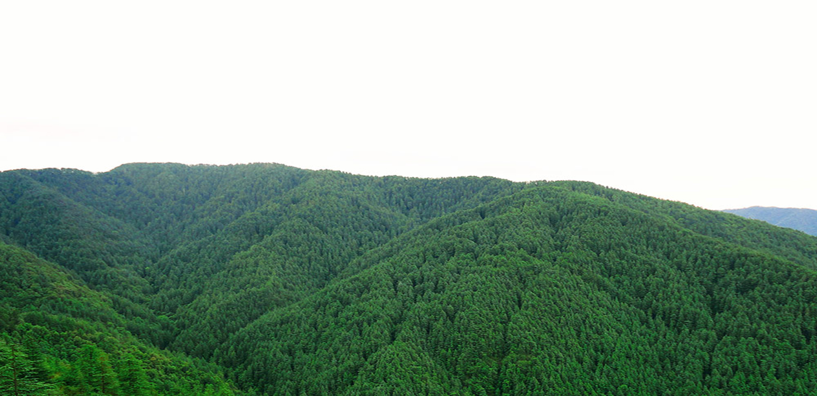 Green Valley Shimla